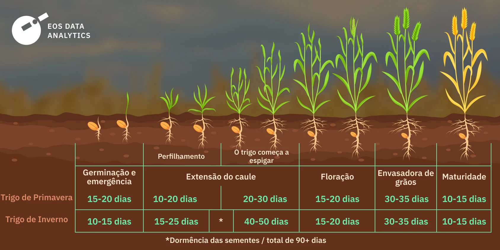 Como Plantar Trigo: Guia Completo para o Cultivo