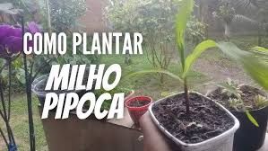 APRENDA A PLANTAR MILHO PIPOCA [PARTE 1]