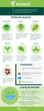 Como plantar alface? Um guia completo para o cultivo em casa