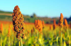 Plantar Sorgo Granifero: Guia Completo e Dicas