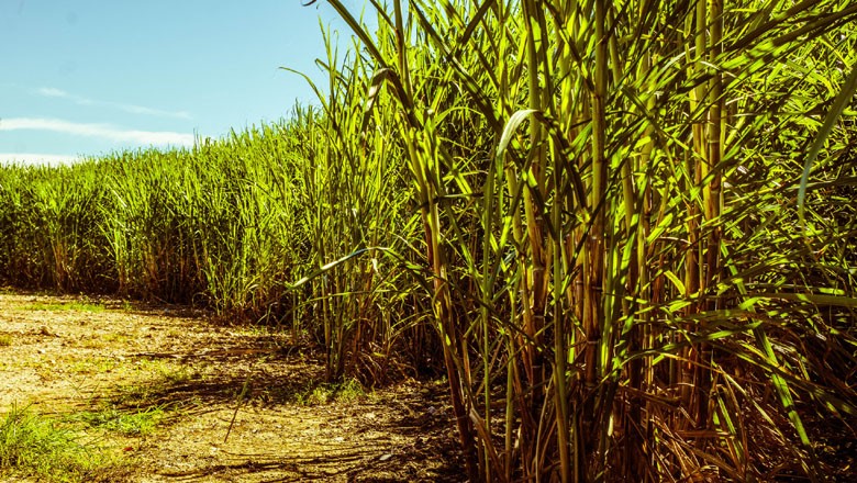 Produtor de cana pode saber potencial produtivo antes de plantar - Revista Globo Rural | Cana