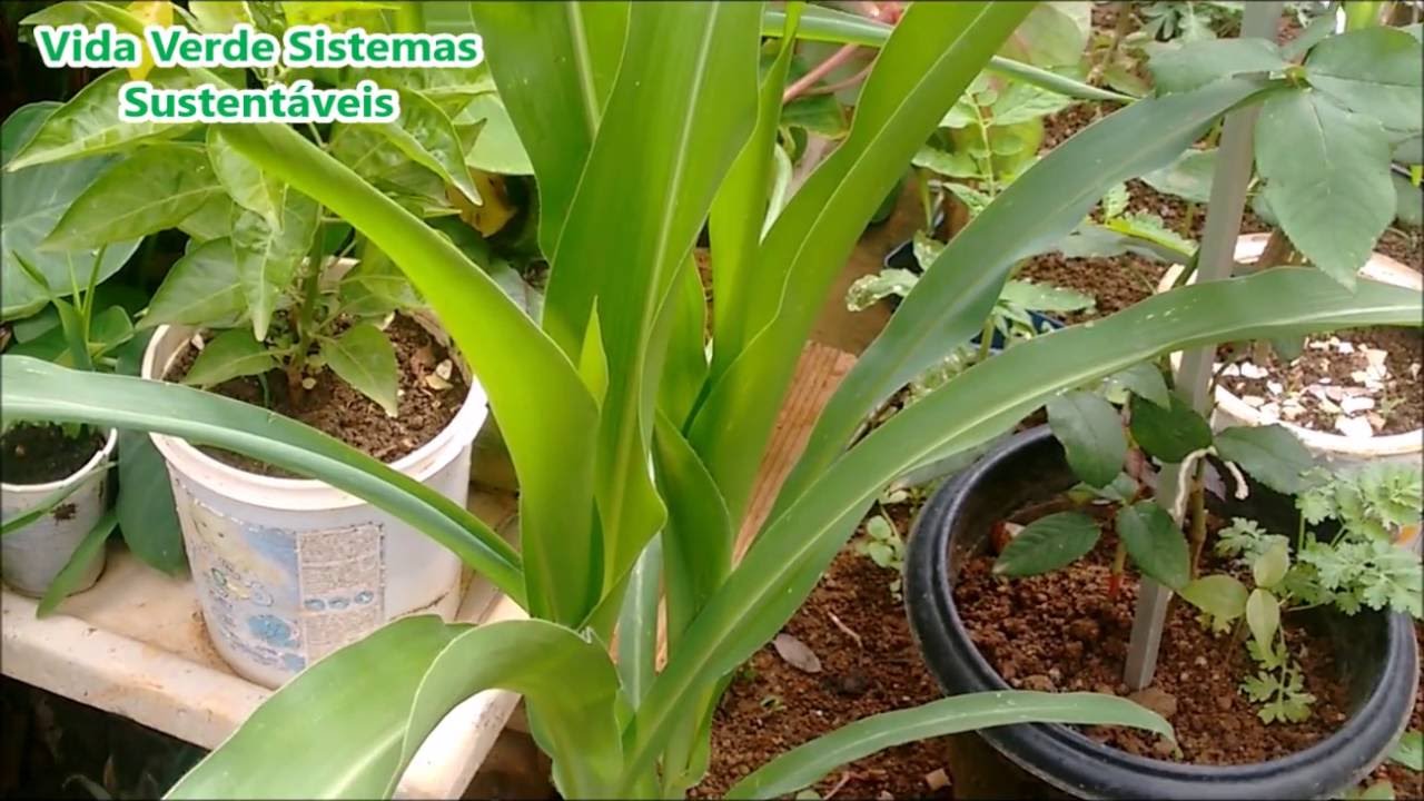 Como plantar milho em Vasos