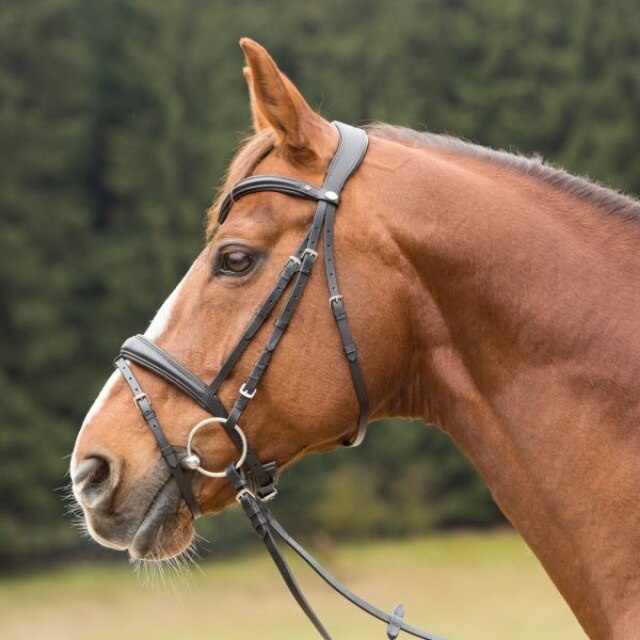 Acessórios Cavalo Atacado: Guia Completo para Comprar