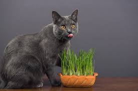 Grama de trigo: como plantar e oferecer ao seu gato? I Petlove