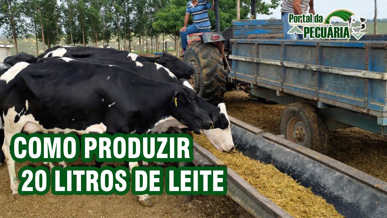 Como produzir 20 litros de leite com capim elefante +ureia e milho?
