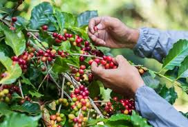 Colheita de café: tudo o que você precisa saber