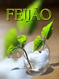 Transformando algodão em feijão! 🌱🌿 Descubra o processo fascinante de cultivar feijões usando algodão como meio de crescimento. #JardimEmCasa #CultivoSustentável #FeijãoNoAlgodão