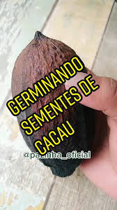 Como germinar sementes de cacau🍃#planteereplante #pazinha_oficial #diyplants #naturezafoco