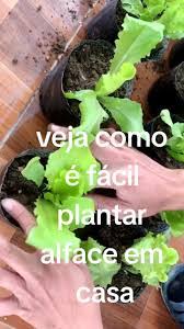Como Plantar Alface Passo a Passo: Guia Completo
