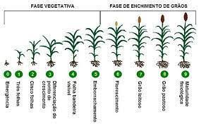 PLANTAR sorgo manualmente: Guia passo a passo