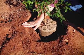 Como Plantar Frutíferas – Flor da Suissa