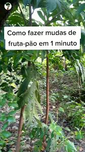 Como fazer mudas de fruta-pão de forma simples