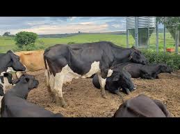 Uma vaca produzindo 20 litros de leite por dia, da quanto de lucro?? - YouTube