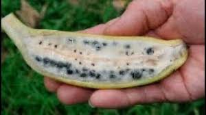 Banana com sementes juro que não tinha visto - YouTube