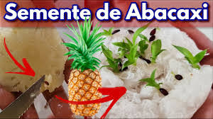 Semente de Abacaxi: O Guia Completo