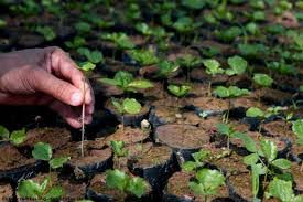 Acelerar Germinação Café: Dicas e Estratégias Eficazes