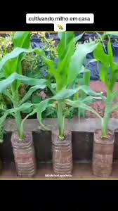 Como Cultivar Milho em Casa de Forma Simples