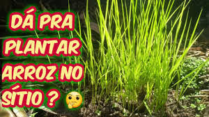 Plantar Arroz em Vaso: Guia Passo a Passo