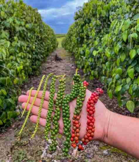 Conheça a Pimenta-do-Reino » Portal Agriconline