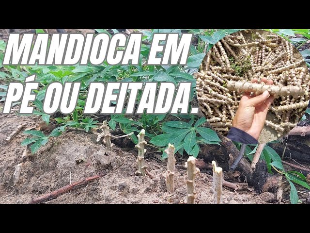 MANDIOCA EM PÉ OU MANDIOCA DEITADA?