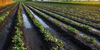 Soja como plantar e ter uma safra produtiva