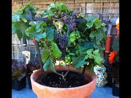 Colha Uvas em Vasos em 3 meses com apenas 1 galho !
