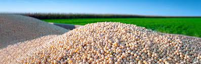 Plantio de Soja: Quando Plantar Soja no Brasil | Agro Bayer