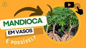 Como plantar MANDIOCA em VASOS? Aprenda nesses passos FÁCEIS! #mandioca #cultivo #plantar