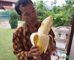 Sementes de Banana Gigante Das Terras Altas - Musa Ingens em Rio 434793