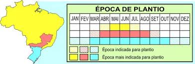 Mês a mês: o que plantar na horta - Blog Plantei