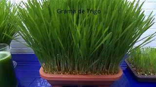 COMO PLANTAR GRAMA DE TRIGO - YouTube