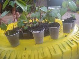 Doa_se mudas de algodão roxo - Jardinagem e Plantas - Alvorada, Boa Vista 1400824351 | OLX