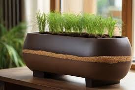 Como Plantar Arroz em Vaso: Guia Passo a Passo