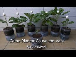 Como plantar Couve - Vaso Auto Irrigável com Garrafa Pet, passo a passo