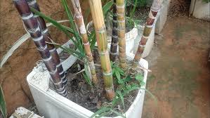Como planta cana em vasos