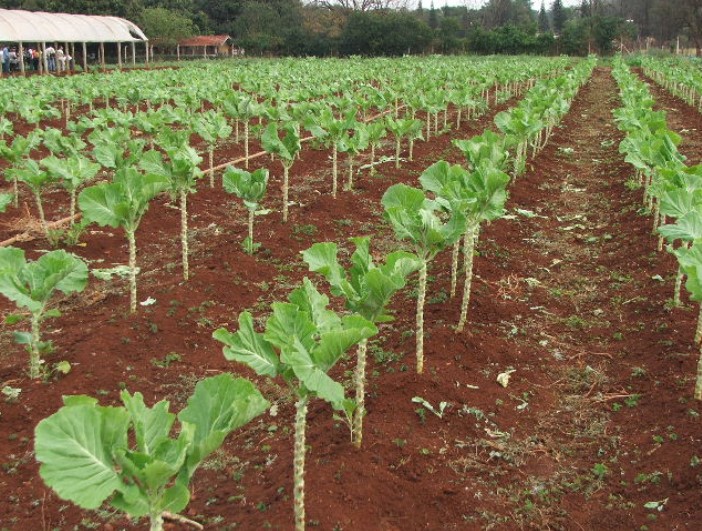 Como plantar couve em 7 passos certeiros - Safra Viva