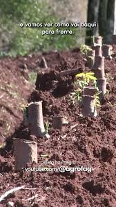 Produtor inova no plantio da mandioca em pé e colhe bons resultados O Paraná é o segundo maior produtor de mandiocas do 🇧🇷 e um agricultor de Cascavel tem alcançado bons resultados com um modo de ...