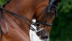 Dicas e informações sobre Freio e Bridão de Cavalo - Selaria Texana