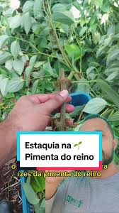 Mudas de Pimenta-do-reino: Como Fazer e Cultivar