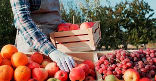Produção de frutas bate recordes no Brasil em 2021