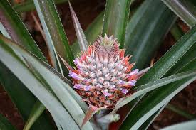 Como plantar abacaxi: cultive e tenha a fruta o ano todo! | Blog da Cobasi