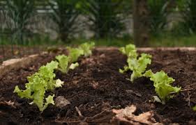 Como plantar Alface: Dicas e formas de preparar a terra