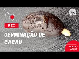 PRODUÇÃO DE MUDAS | Como germinar semente de cacau? - YouTube