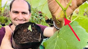 UVA DA SEMENTE A FRUTIFICAÇÃO / TODOS ESTÁGIOS