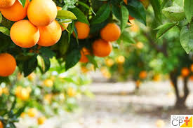 Árvores frutíferas: passo a passo para o plantio das principais frutas | Cursos a Distância CPT