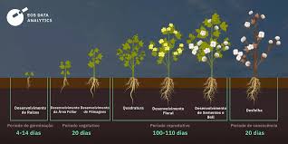 Plantio De Algodão: Cultivo Inteligente Da Semeadura À Colheita