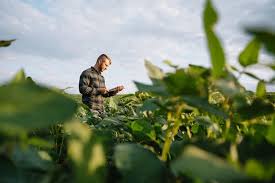 Seguros para agronegócio | Sicredi