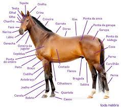 Tabela de Raças de Cavalos: Guia Completo e Características