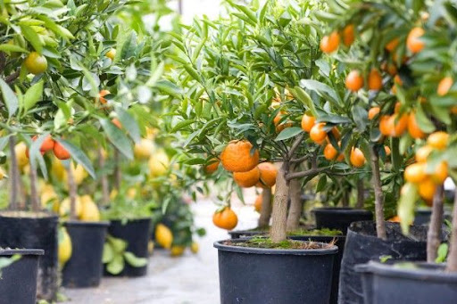 Saiba como plantar frutíferas em vasos