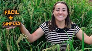 Plantar Arroz no Seco: Guia Passo a Passo para o Sucesso